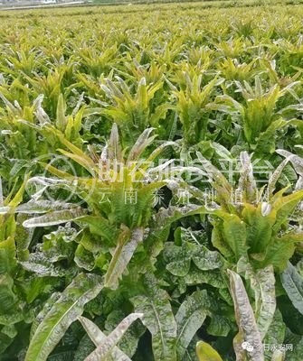 红河莴笋种植基地 供应量 7吨图4