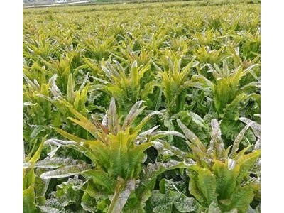 红河莴笋种植基地 供应量 7吨图4