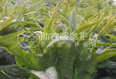 红河莴笋种植基地 供应量 7吨图6