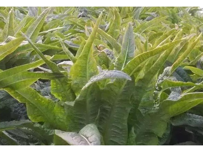 红河莴笋种植基地 供应量 7吨图6
