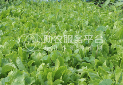 红河莴笋种植基地 供应量 7吨图9