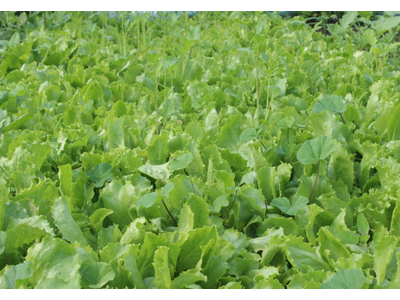 红河莴笋种植基地 供应量 7吨图9