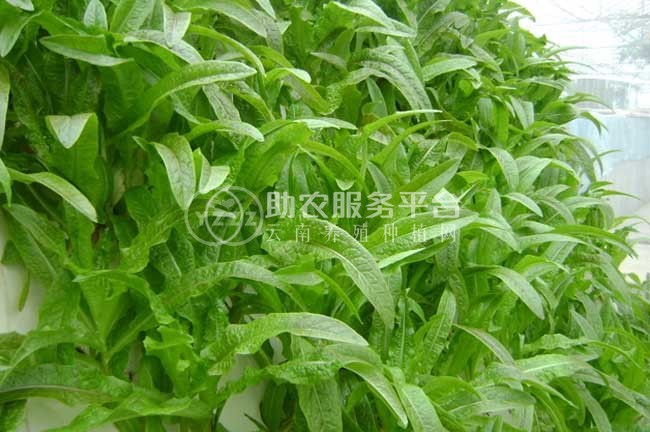 红河莴笋种植基地 供应量 7吨图8