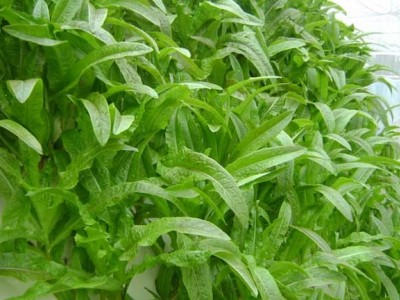 红河莴笋种植基地 供应量 7吨图8