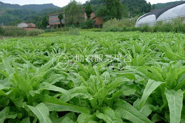 红河莴笋种植基地 供应量 7吨图7