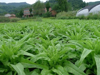 红河莴笋种植基地 供应量 7吨图7