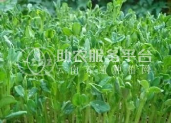 红河豌豆尖种植中心  供应量2吨图1