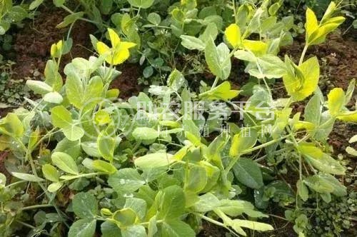 红河豌豆尖种植中心  供应量2吨图2