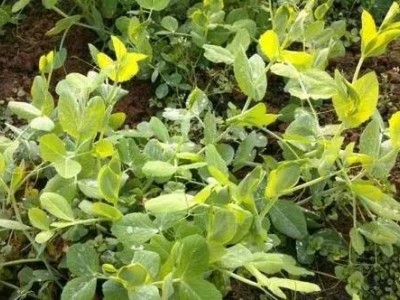 红河豌豆尖种植中心  供应量2吨图2