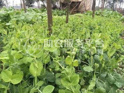 红河豌豆尖种植中心  供应量2吨图3