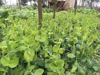 红河豌豆尖种植中心  供应量2吨图3