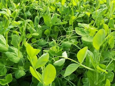 红河豌豆尖种植中心  供应量2吨图5
