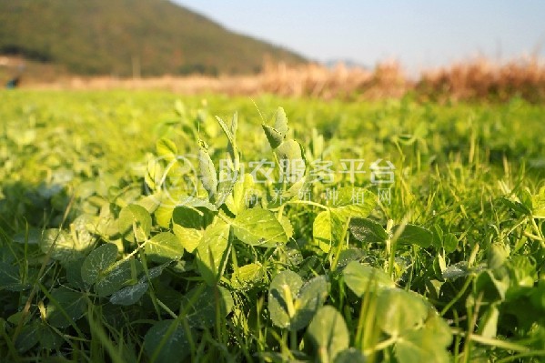 红河豌豆尖种植中心  供应量2吨图4