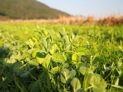 红河豌豆尖种植中心  供应量2吨图4
