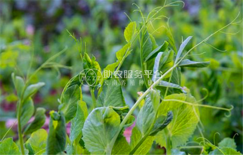 红河豌豆尖种植中心  供应量2吨图7