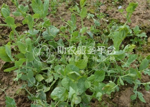 红河豌豆尖种植中心  供应量2吨图6