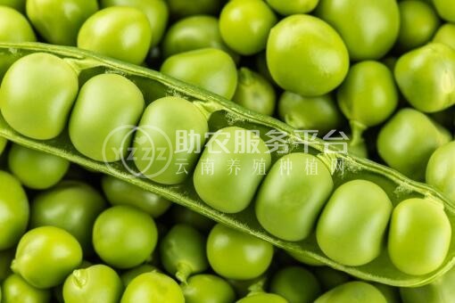 红河个旧家豌豆种植基地 供应量3吨图2