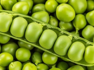 红河个旧家豌豆种植基地 供应量3吨图2