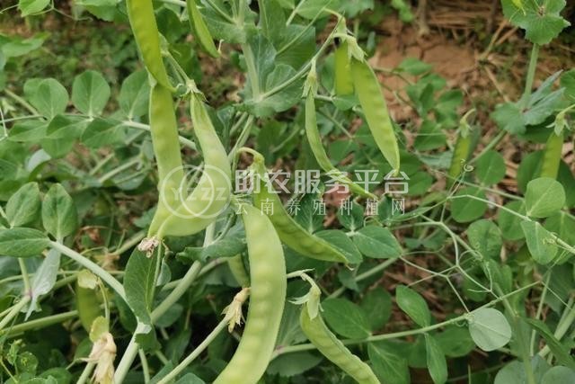 红河个旧家豌豆种植基地 供应量3吨图3