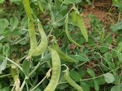 红河个旧家豌豆种植基地 供应量3吨图3
