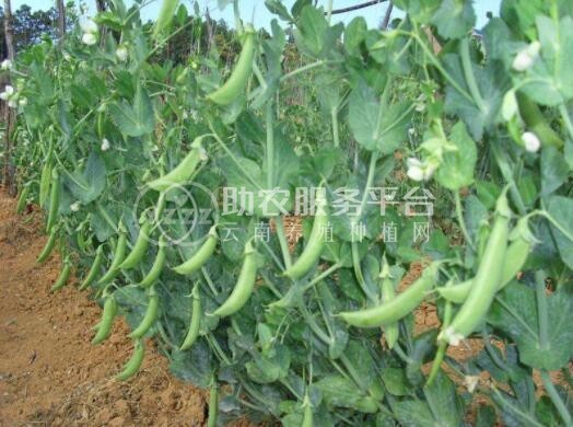 红河个旧家豌豆种植基地 供应量3吨图1