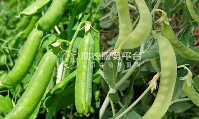 红河个旧家豌豆种植基地 供应量3吨图5
