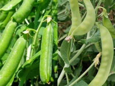 红河个旧家豌豆种植基地 供应量3吨图5