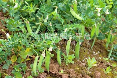 红河个旧家豌豆种植基地 供应量3吨图4