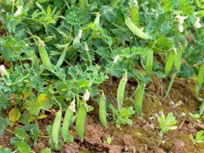 红河个旧家豌豆种植基地 供应量3吨图4