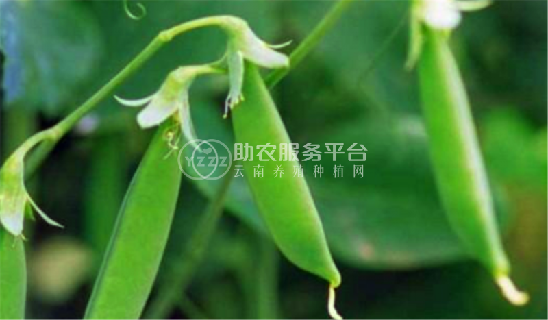 红河个旧家豌豆种植基地 供应量3吨图8