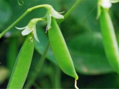 红河个旧家豌豆种植基地 供应量3吨图8