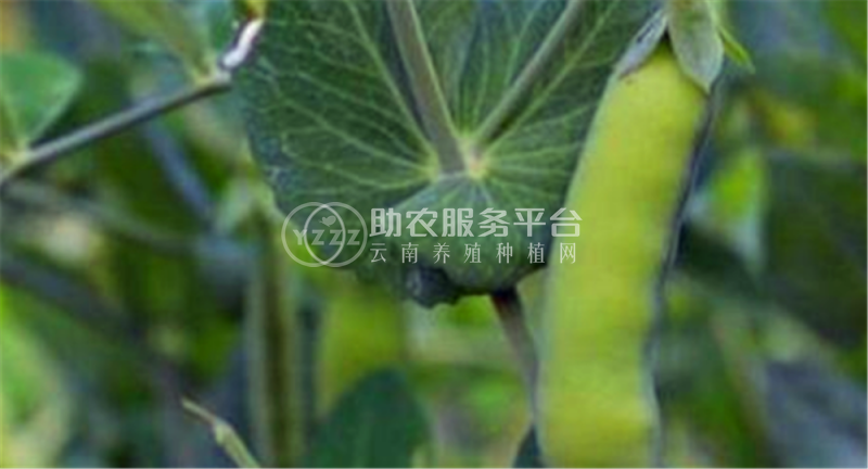 红河个旧家豌豆种植基地 供应量3吨图7
