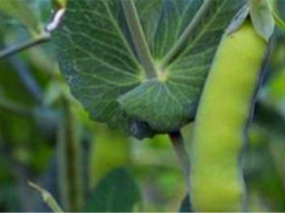 红河个旧家豌豆种植基地 供应量3吨图7