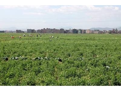 红河个旧家豌豆种植基地 供应量3吨图6
