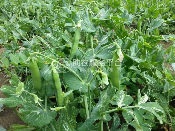 红河个旧家豌豆种植基地 供应量3吨图9