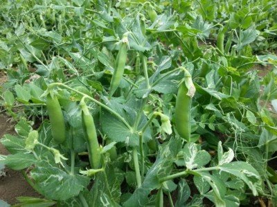 红河个旧家豌豆种植基地 供应量3吨图9