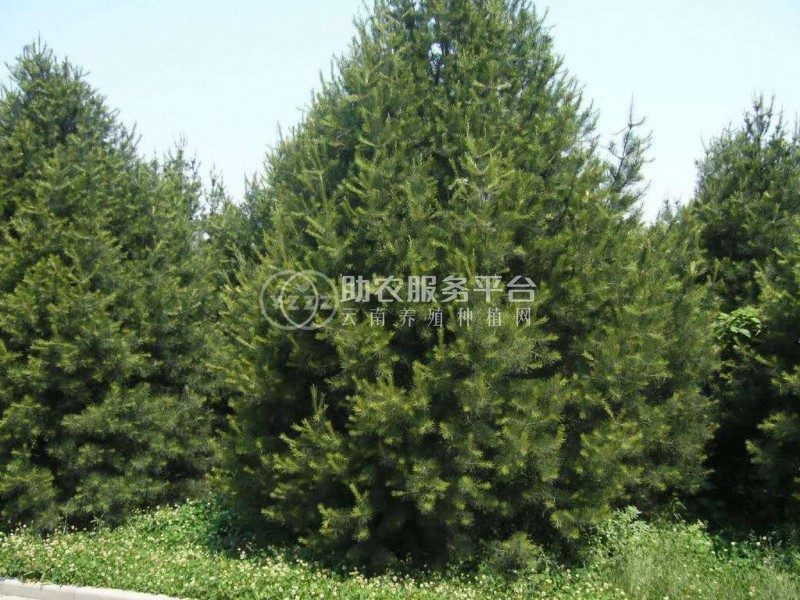 大理白皮松种植基地供应1万株图1