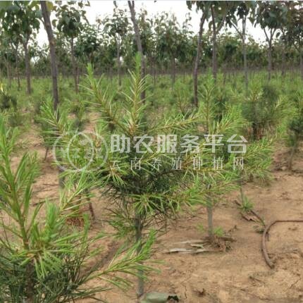 大理白皮松种植基地供应1万株图2