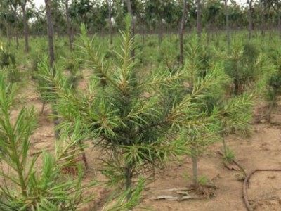 大理白皮松种植基地供应1万株图2