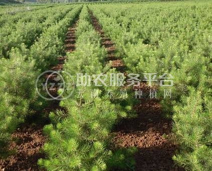 大理白皮松种植基地供应1万株图3