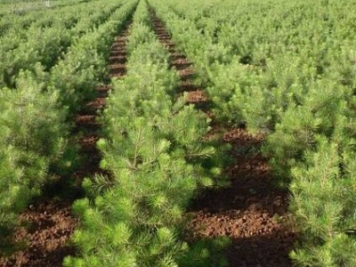大理白皮松种植基地供应1万株图3