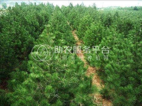 大理白皮松种植基地供应1万株图4