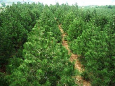 大理白皮松种植基地供应1万株图4