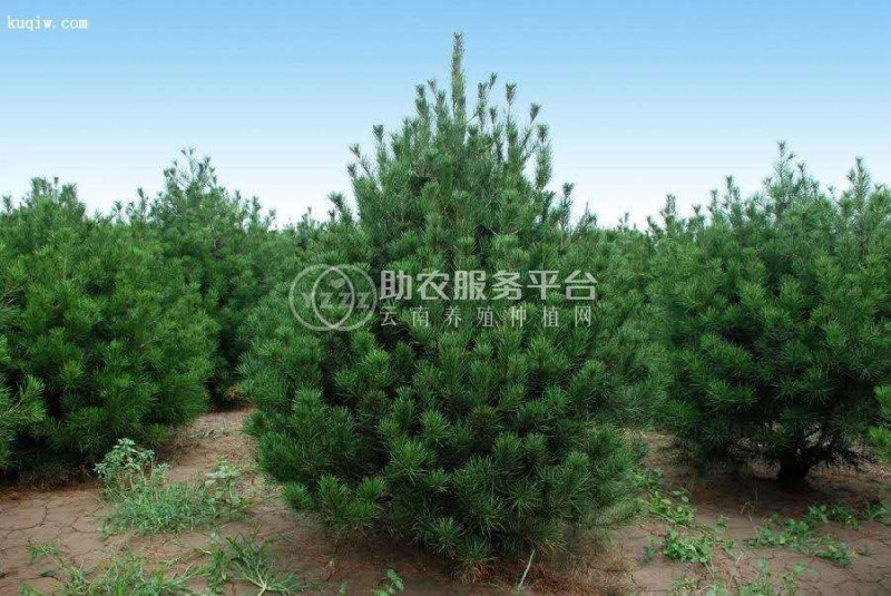 大理白皮松种植基地供应1万株图5