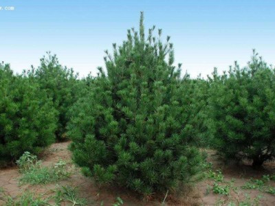 大理白皮松种植基地供应1万株图5