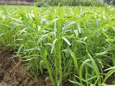 红河个空心菜种植基地 供应量2吨图2