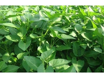 红河个空心菜种植基地 供应量2吨图5