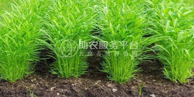 红河个空心菜种植基地 供应量2吨图1