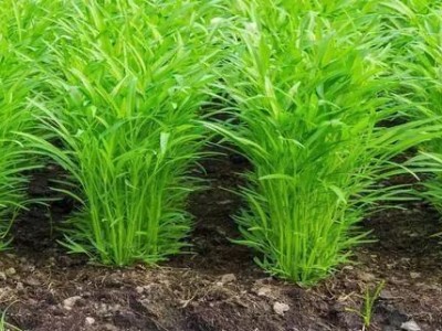 红河个空心菜种植基地 供应量2吨