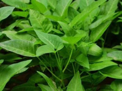 红河个空心菜种植基地 供应量2吨图8